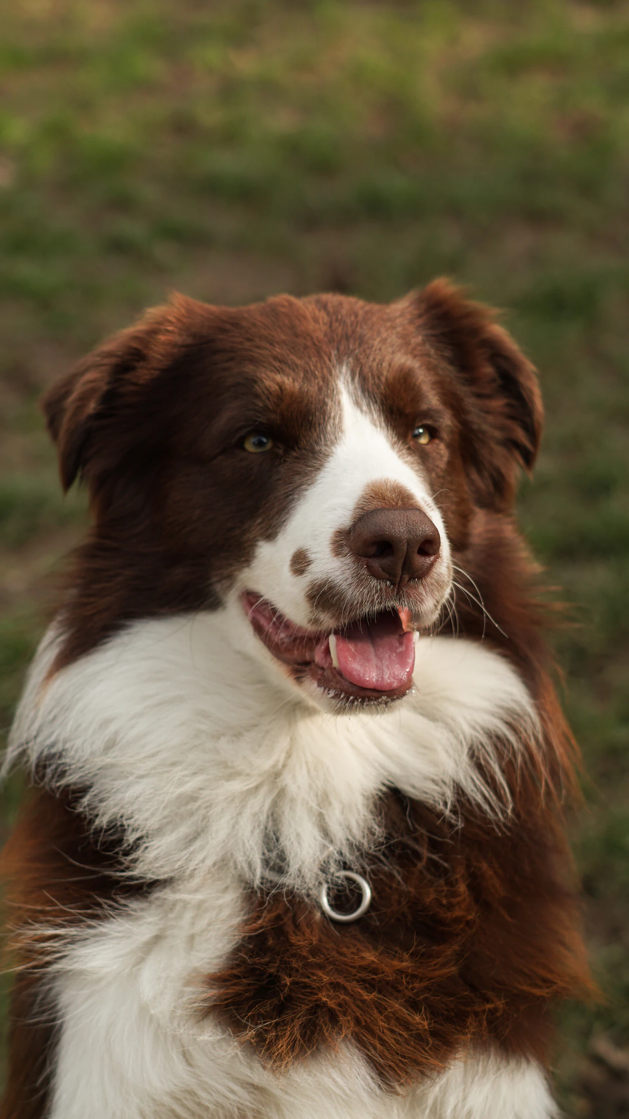 a brown and white dog standing on top of a grass covered field