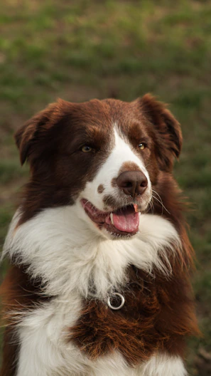 a brown and white dog standing on top of a grass covered field