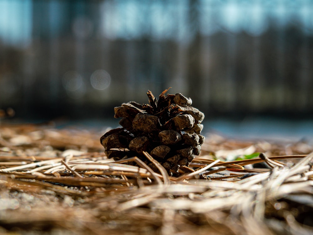 une petite pomme de pin posée sur le sol