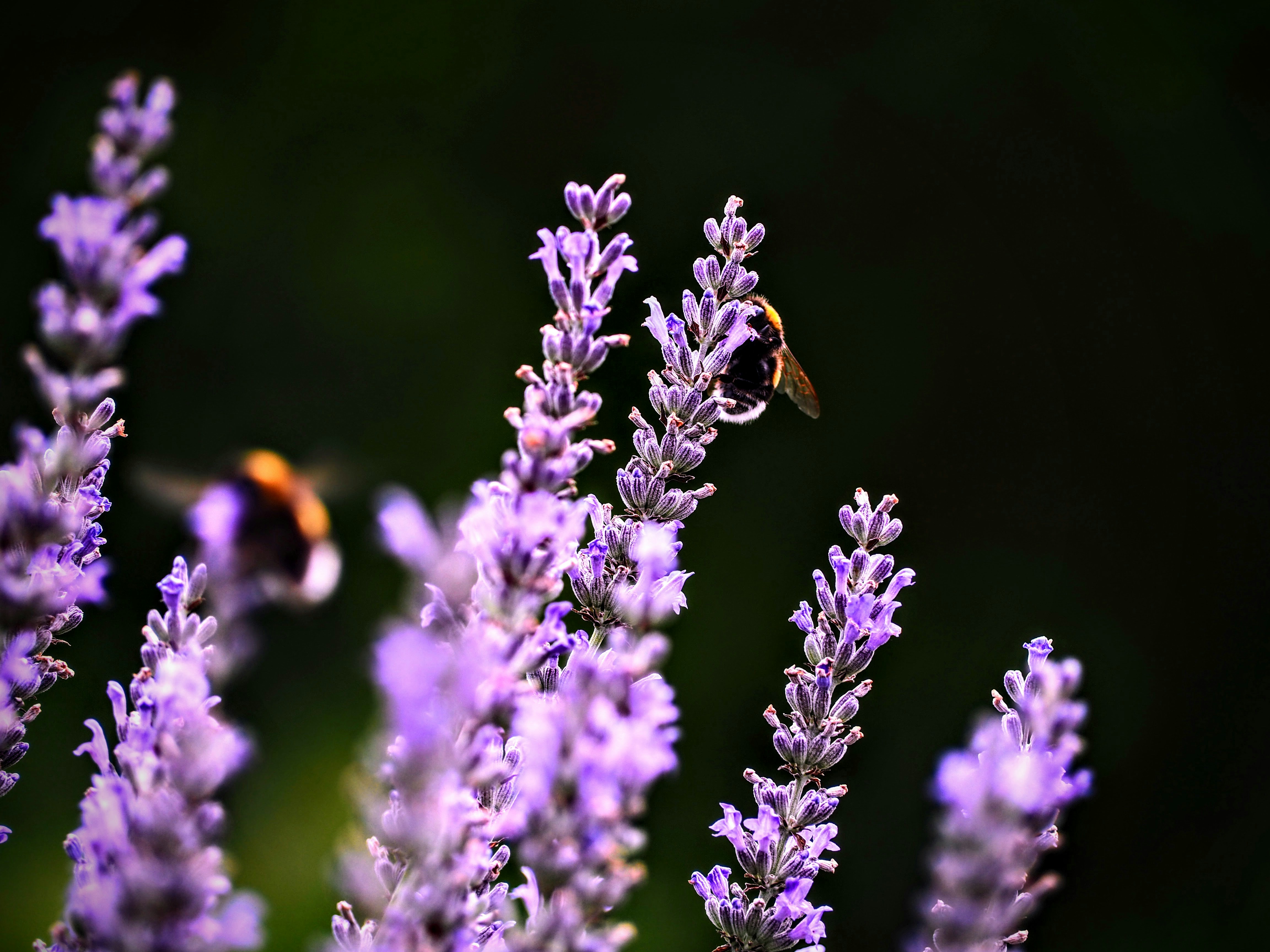 Photo by benji_da_vinci