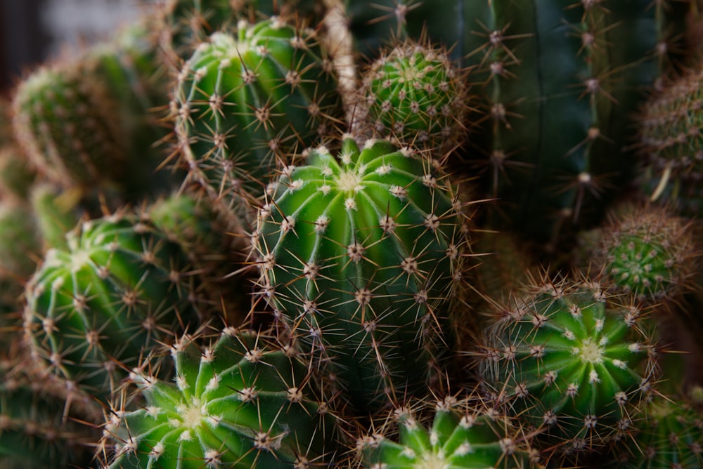 a close up of a bunch of cactus plants