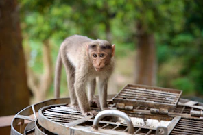 a small monkey standing on top of a grill