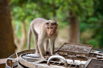 A monkey with an inquisitive expression stands on a metallic structure, surrounded by a blurred background of trees and greenery.