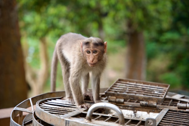 A monkey with an inquisitive expression stands on a metallic structure, surrounded by a blurred background of trees and greenery.