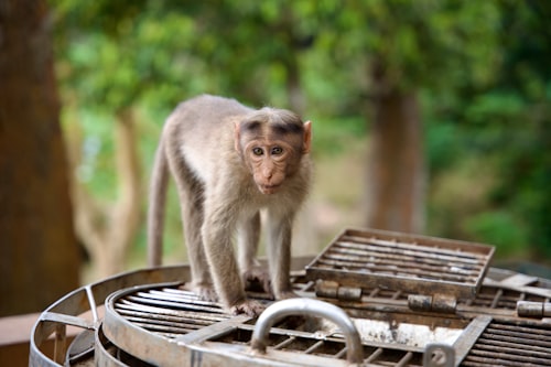 Thekkady Periyar wildlife