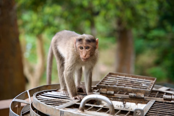 Thekkady