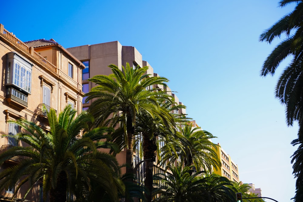 a row of palm trees in front of a building