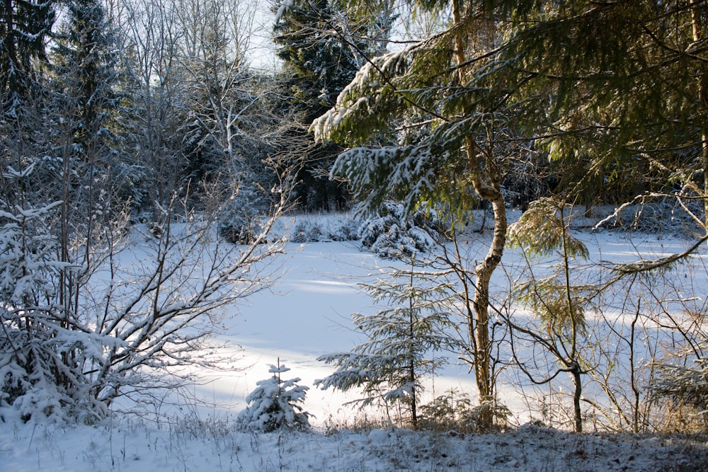 a snow covered field with trees and bushes