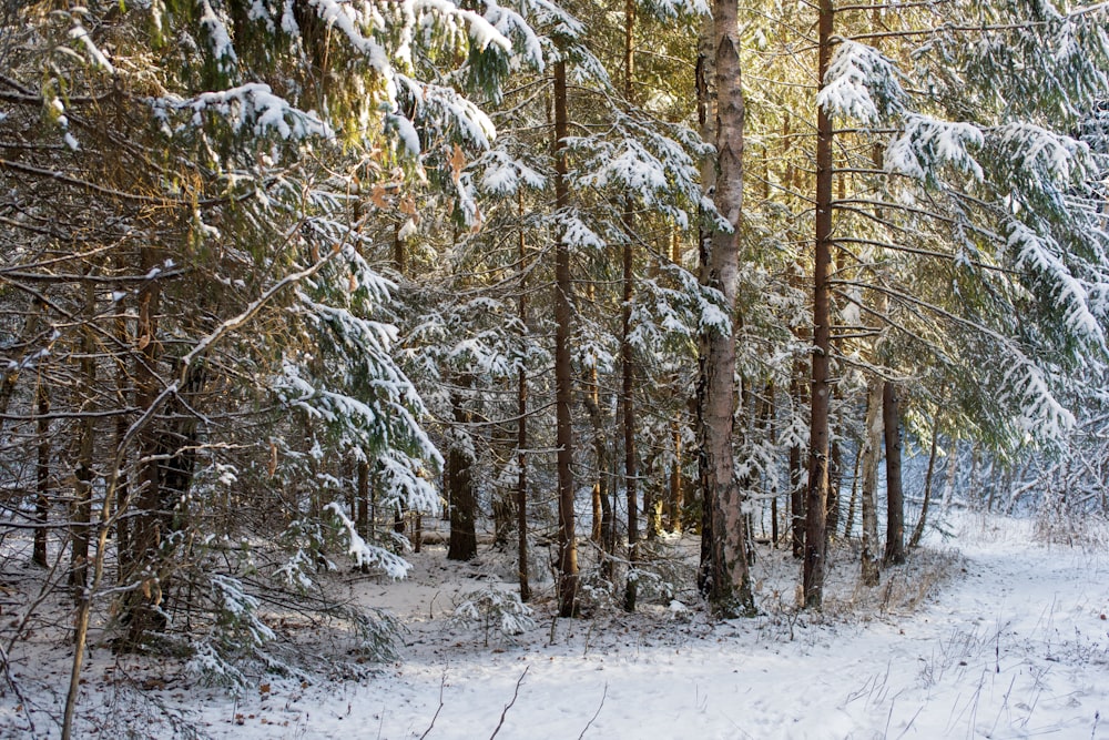 a snow covered forest with lots of trees