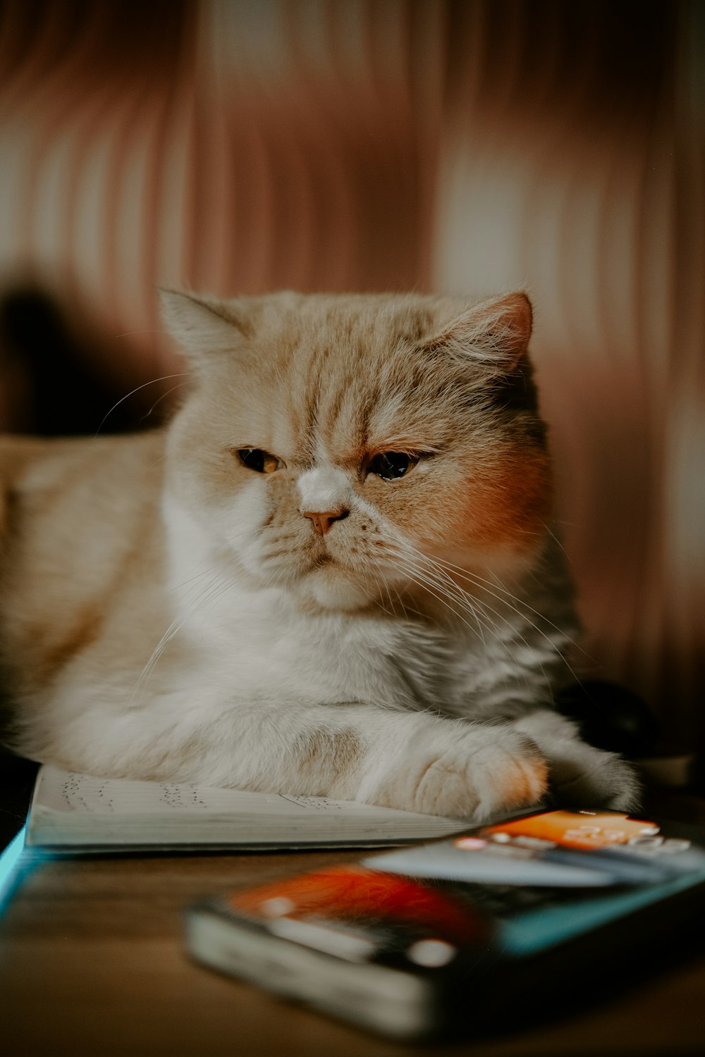 um gato deitado em cima de uma mesa ao lado de um controle remoto