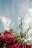 Close-up of a small airplane flying over a field of chamomile and aloe vera plants under a clear blue sky.