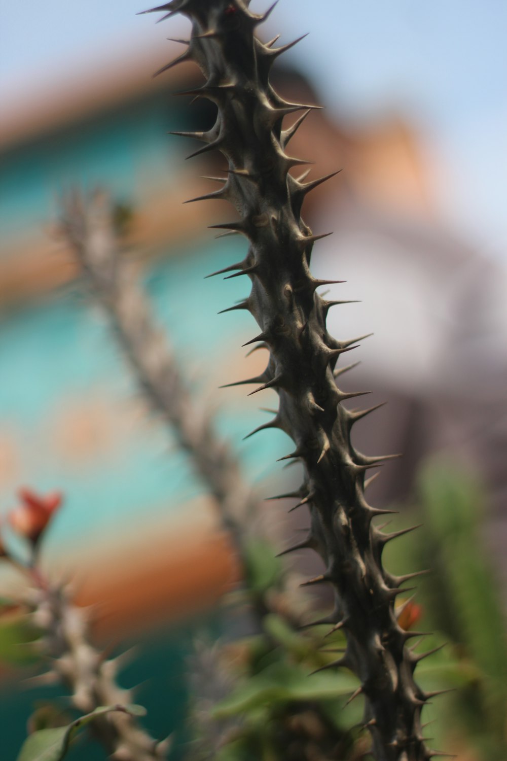a close up of a cactus plant with a building in the background