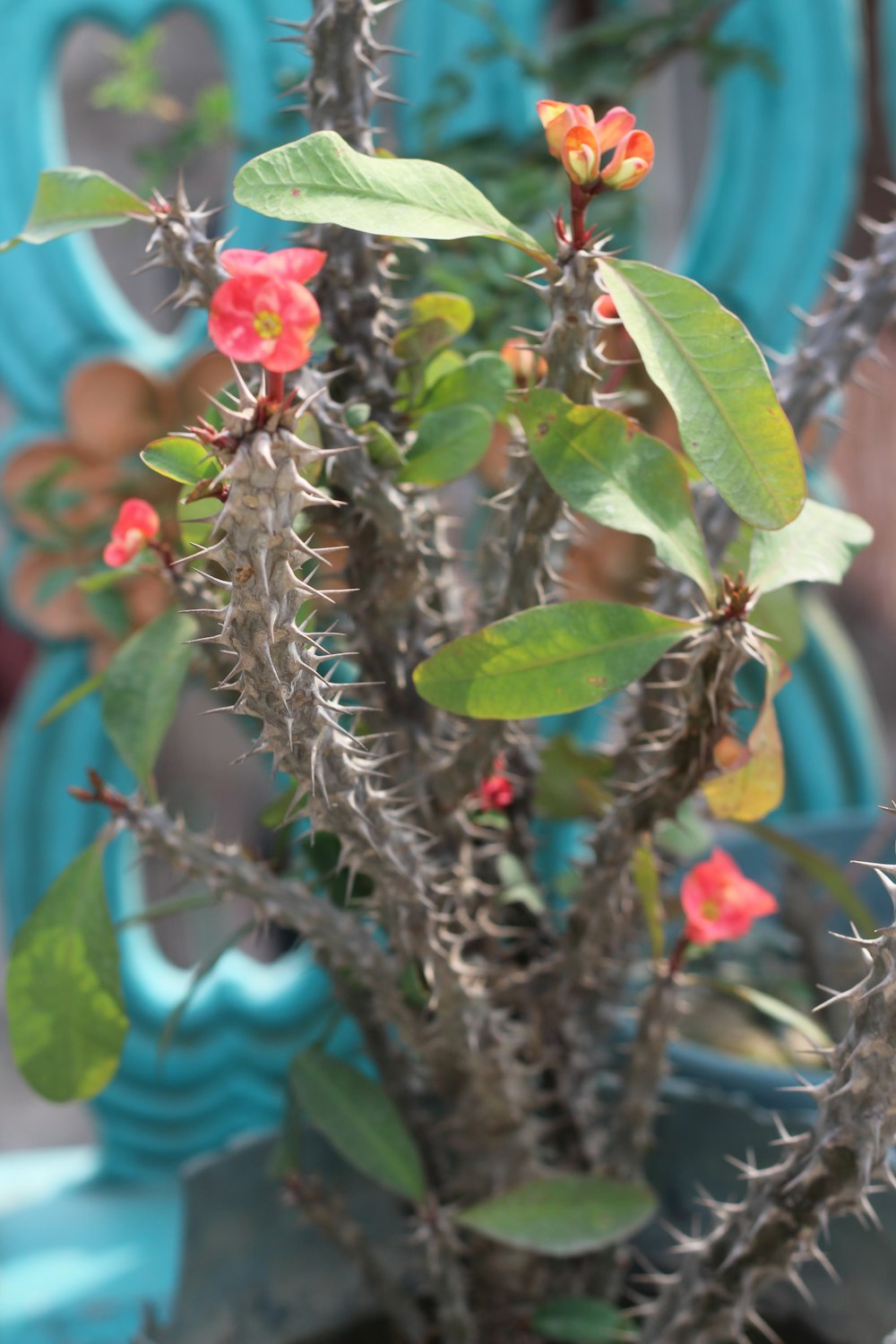 a potted plant with red flowers and green leaves