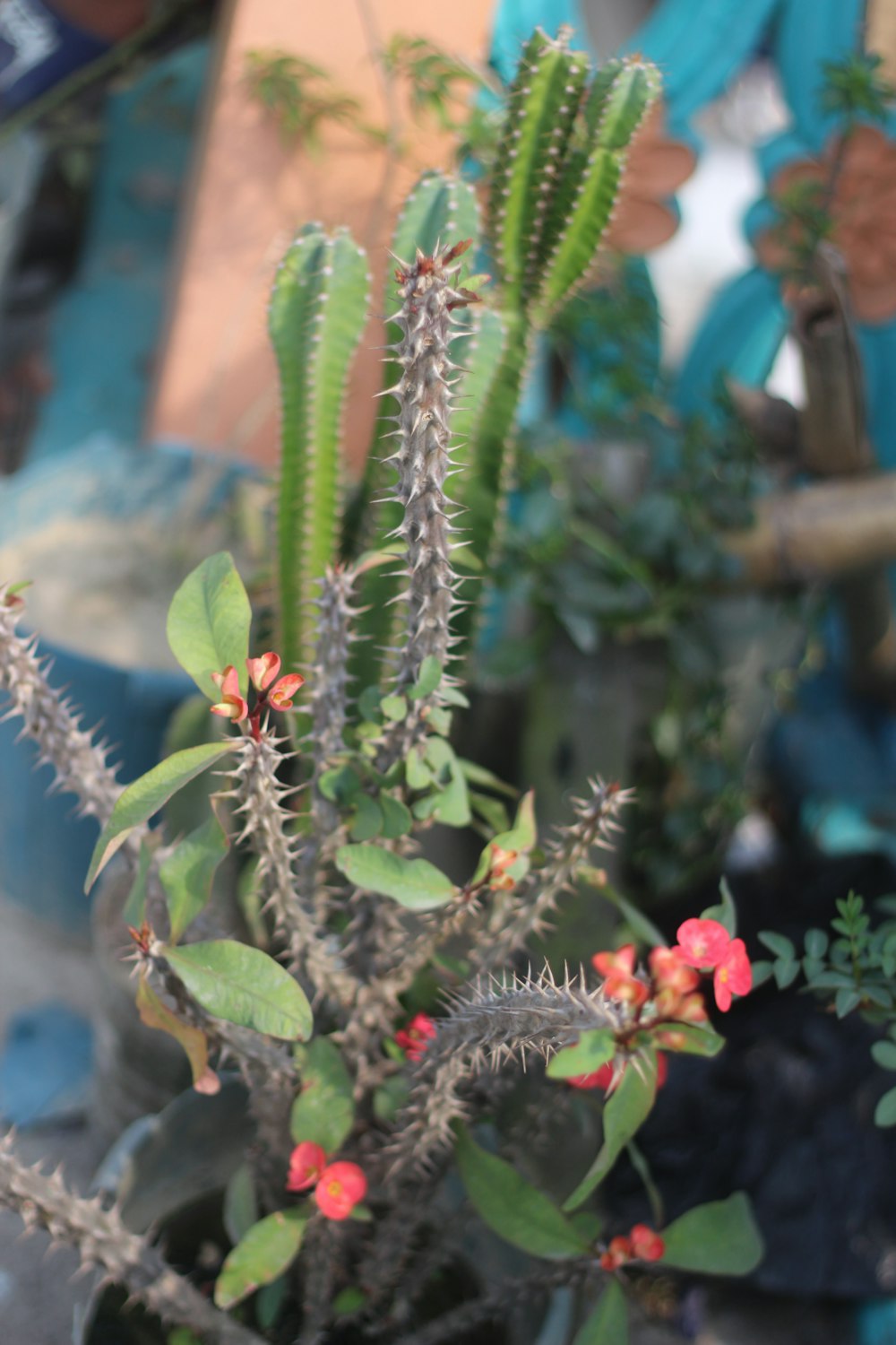 a potted plant with red flowers and green leaves