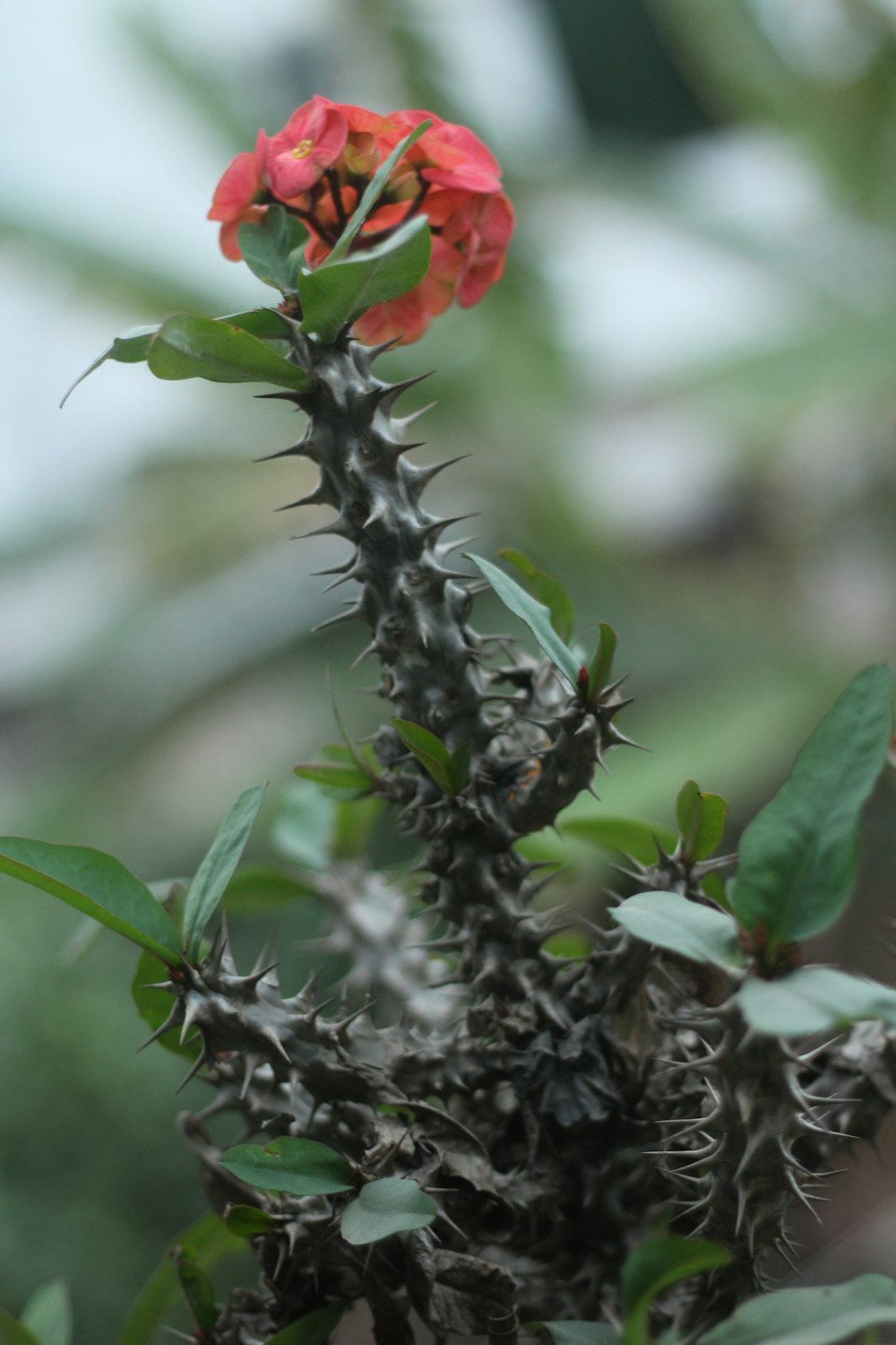 a flower that is growing out of a plant