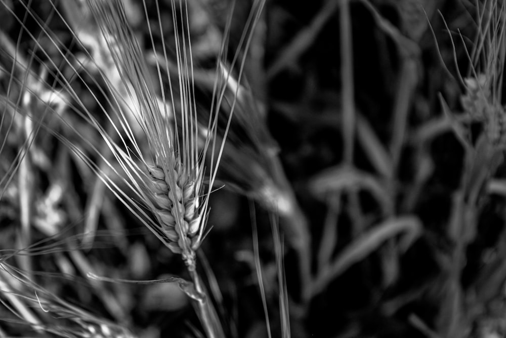 a black and white photo of a plant