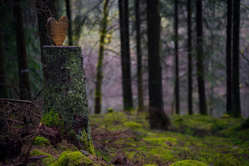 a moss covered tree stump in the middle of a forest