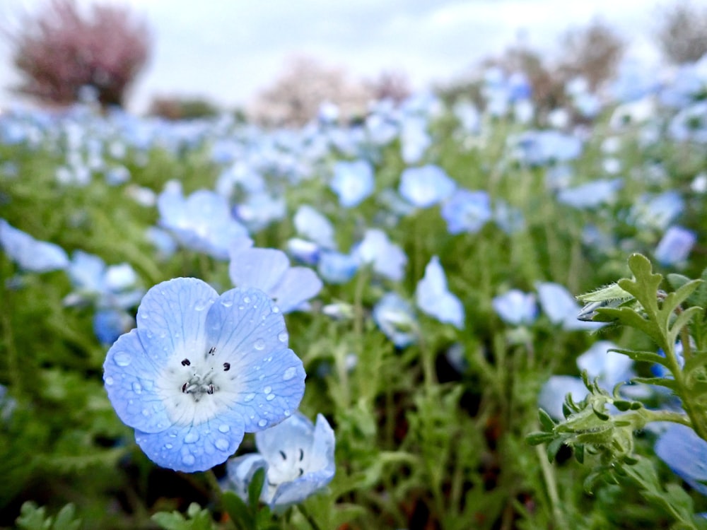 a field of blue flowers with water droplets on them