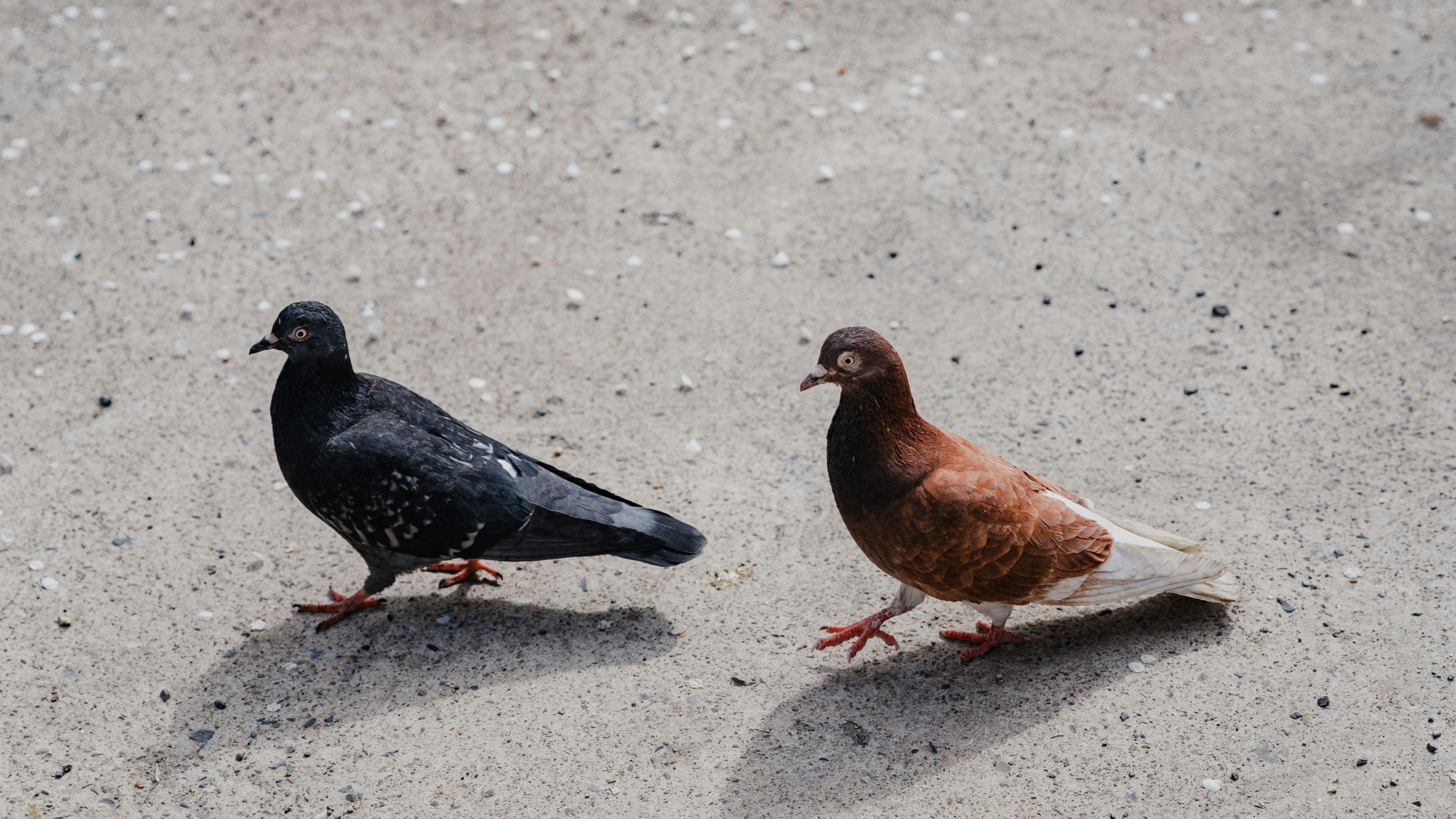 Photo by stasostrikov