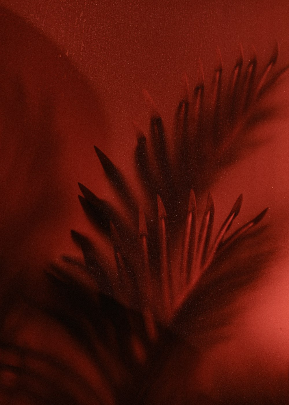 a close up of a red flower on a red background