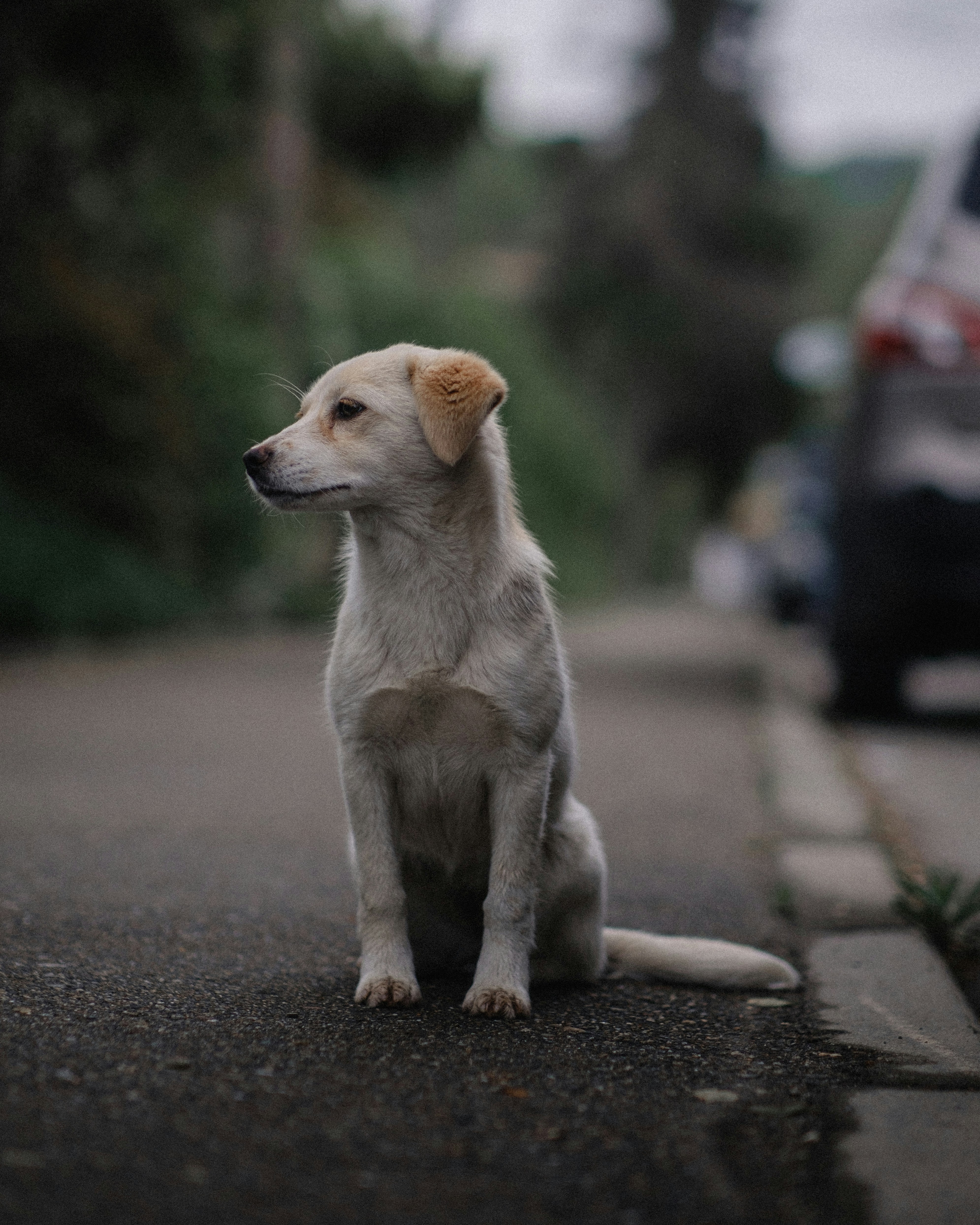a small white dog sitting on the side of a road