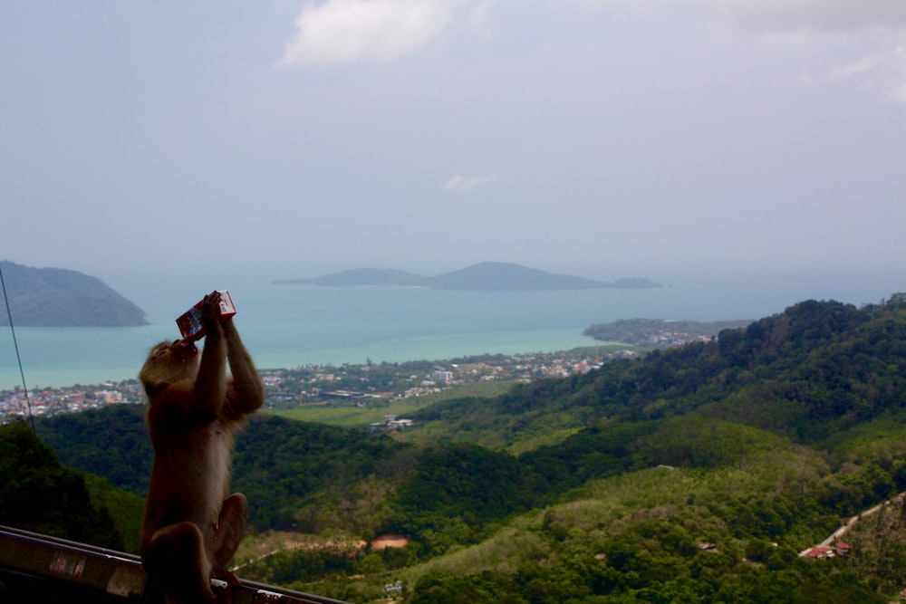 a monkey sitting on a ledge looking at the ocean