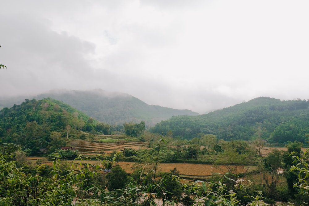 a lush green hillside covered in lots of trees