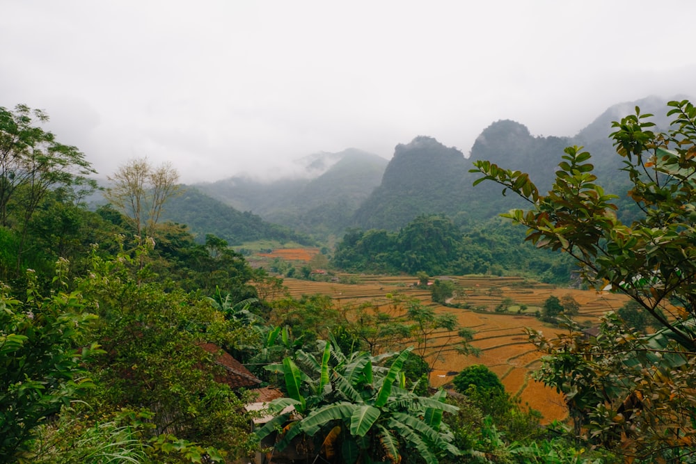 a lush green forest filled with lots of trees