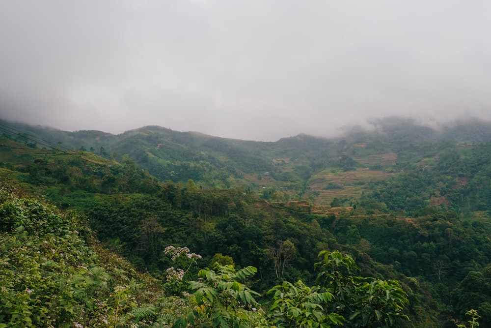 a lush green hillside covered in lots of trees