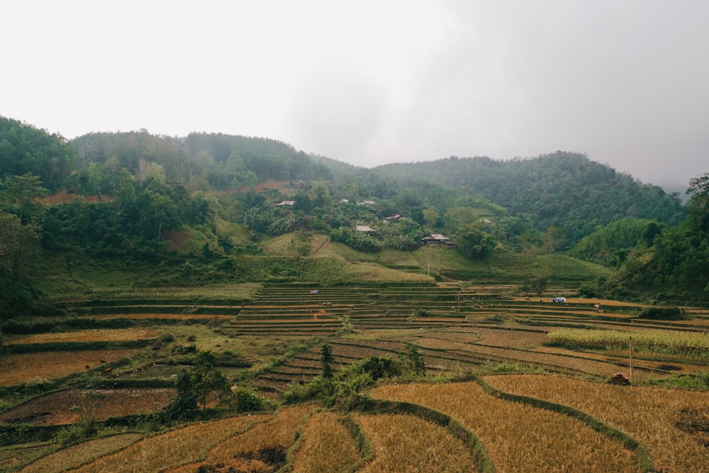a view of a rice field in the mountains