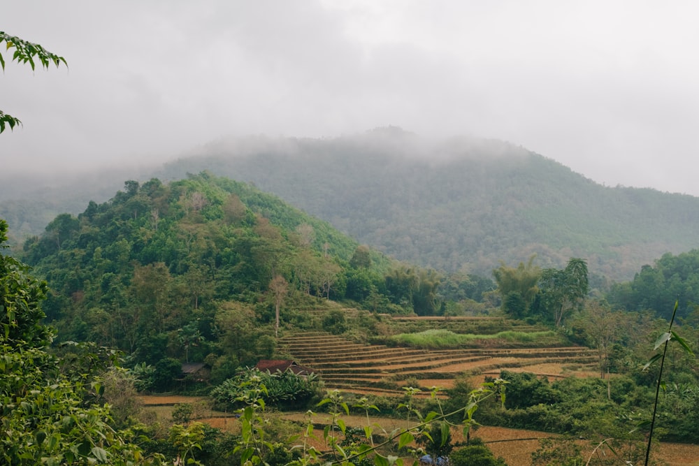 a view of a rice field in the mountains