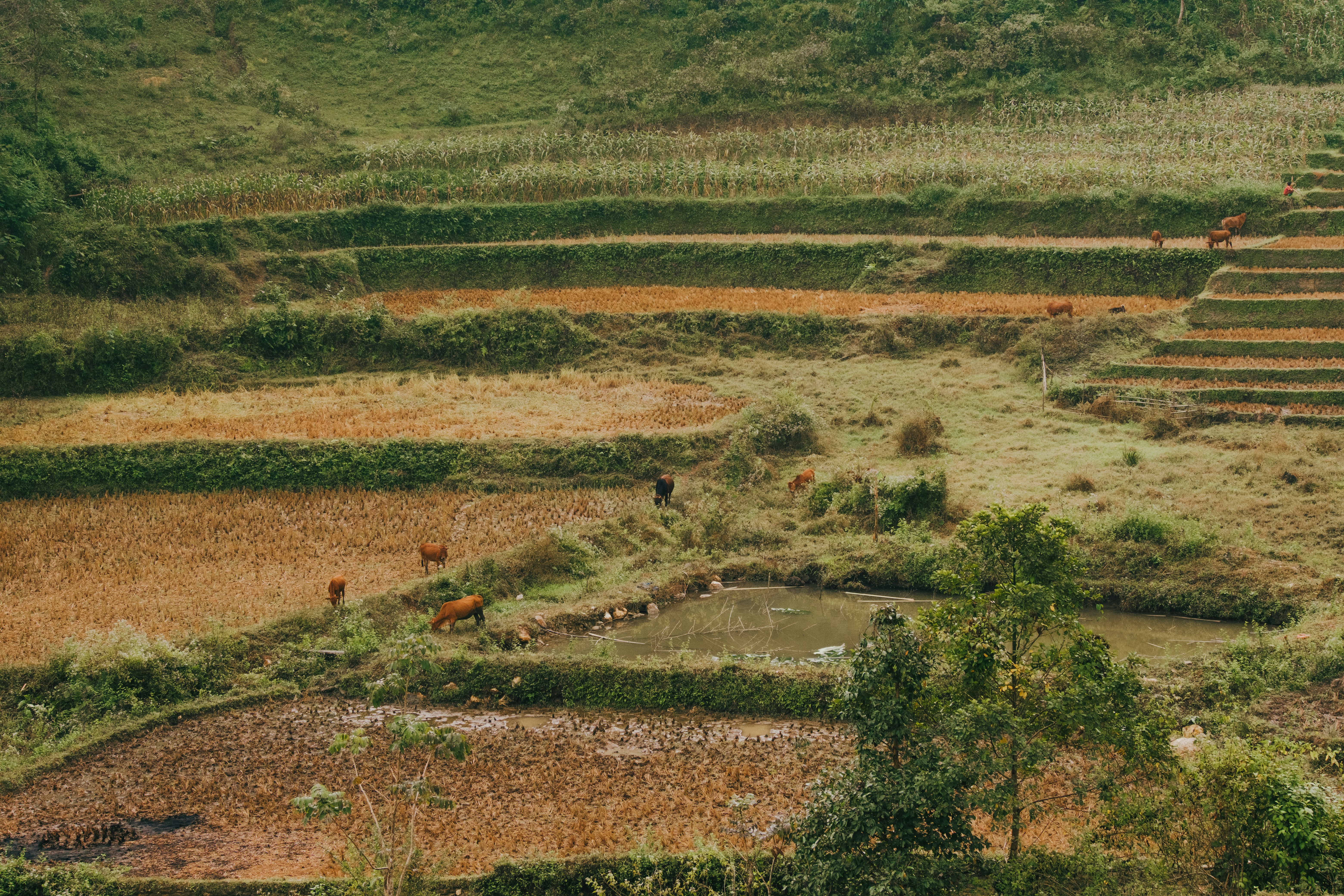 a group of animals that are standing in the grass