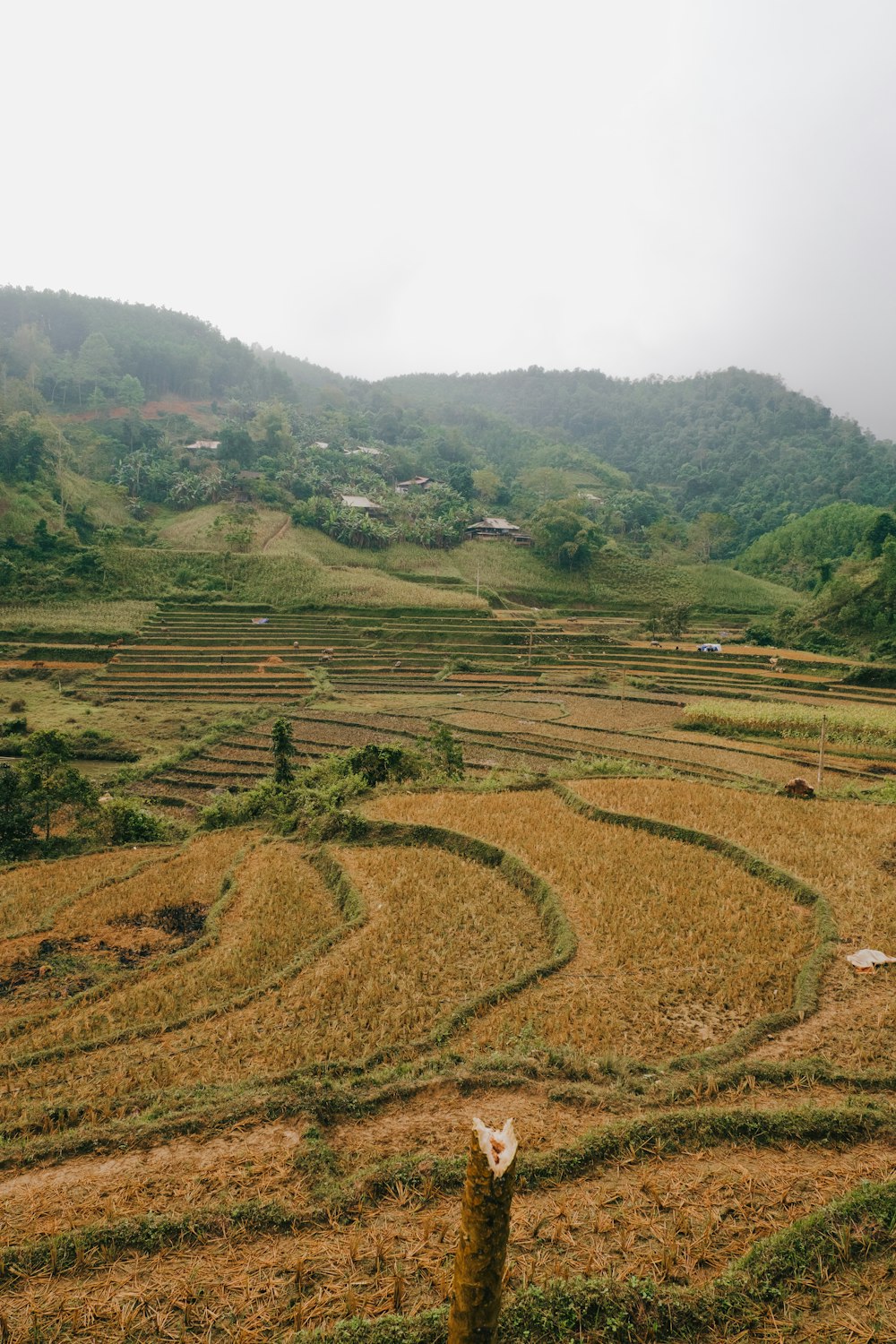 a view of a rice field with a mountain in the background