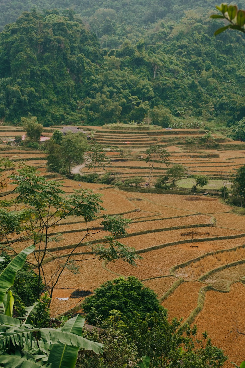 a view of a field with trees and mountains in the background