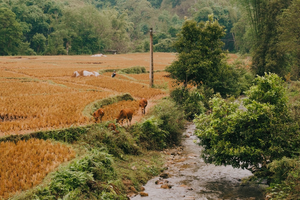 a couple of animals that are standing in the grass