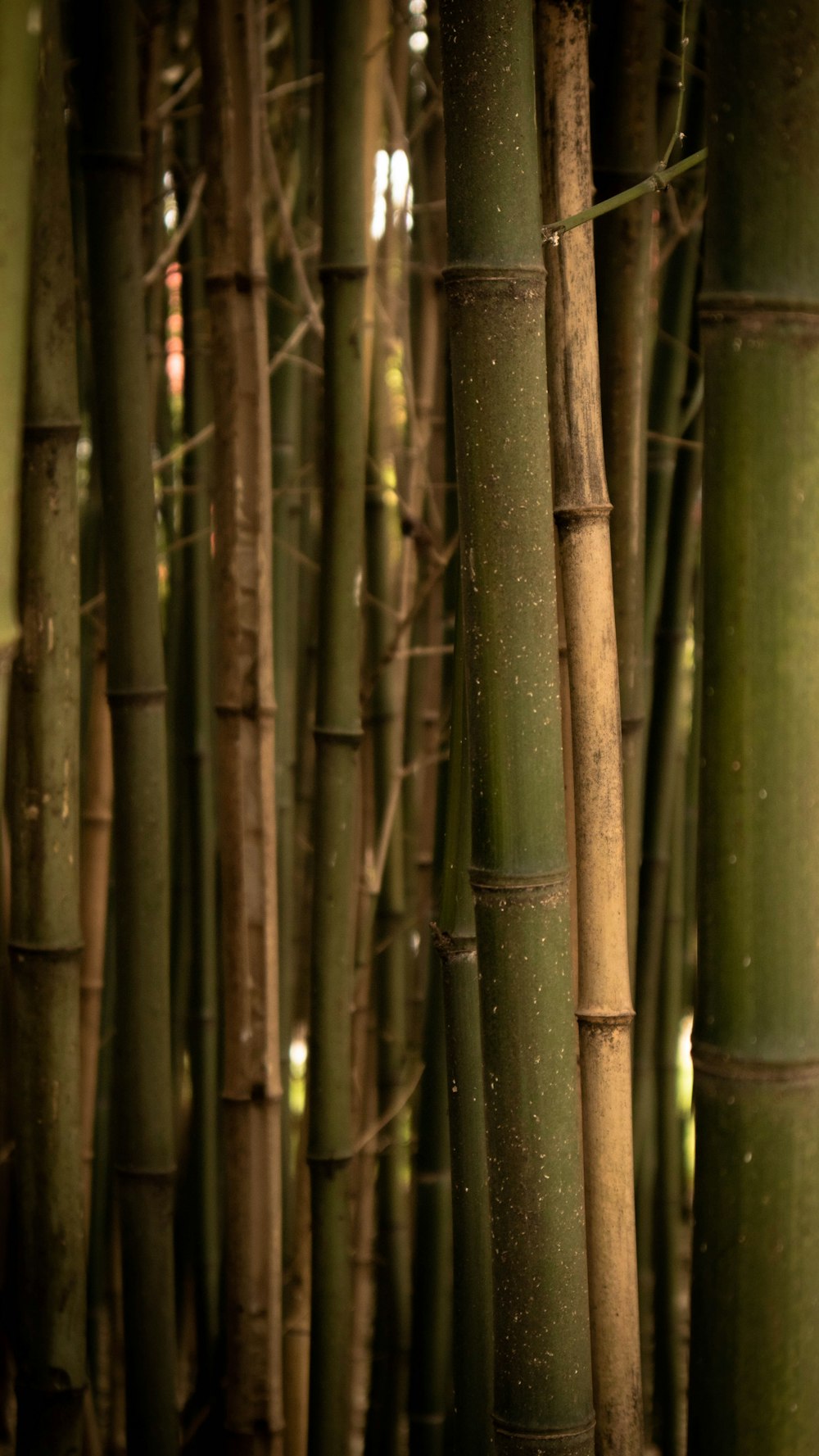 a group of tall bamboo trees in a forest