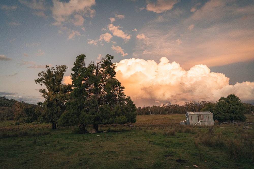 a tree in a field with clouds in the background