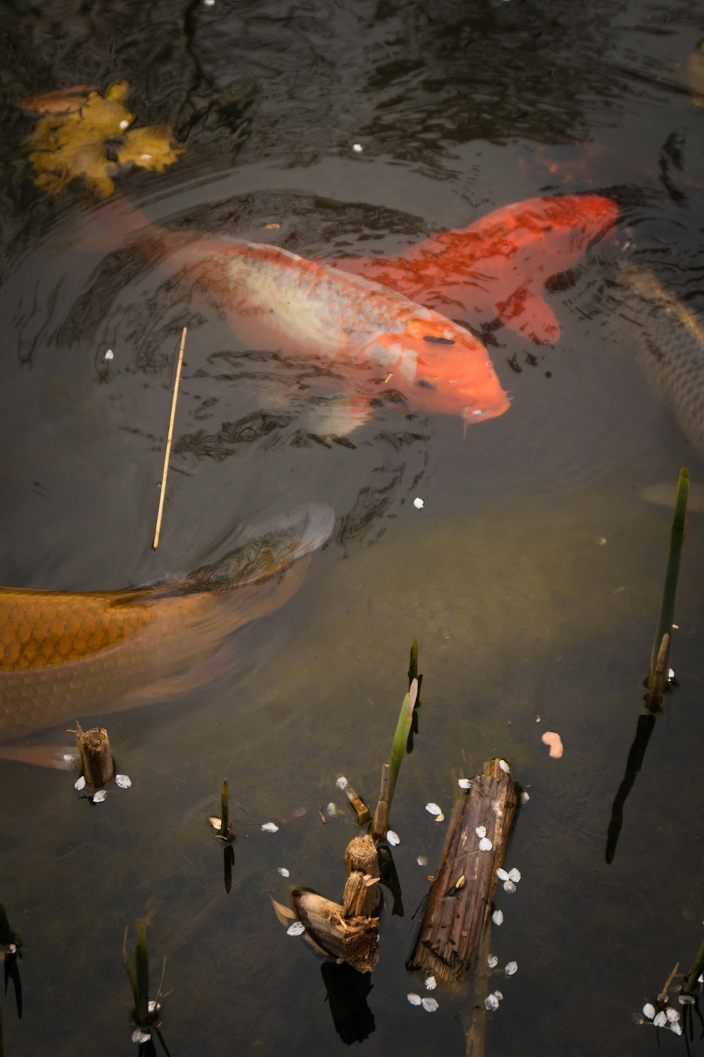 a koi fish swimming in a pond of water