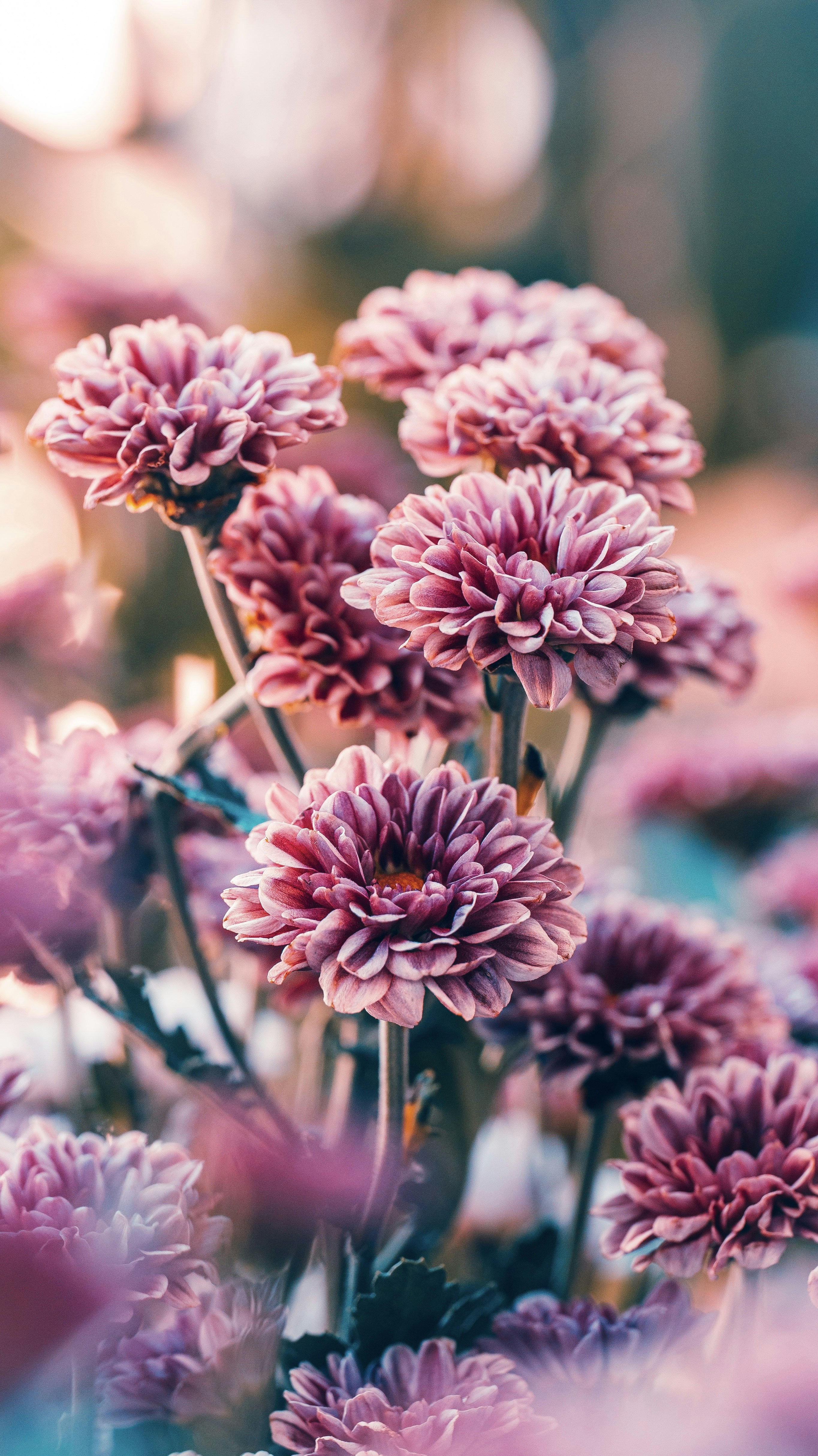 Photo by nannysjungle