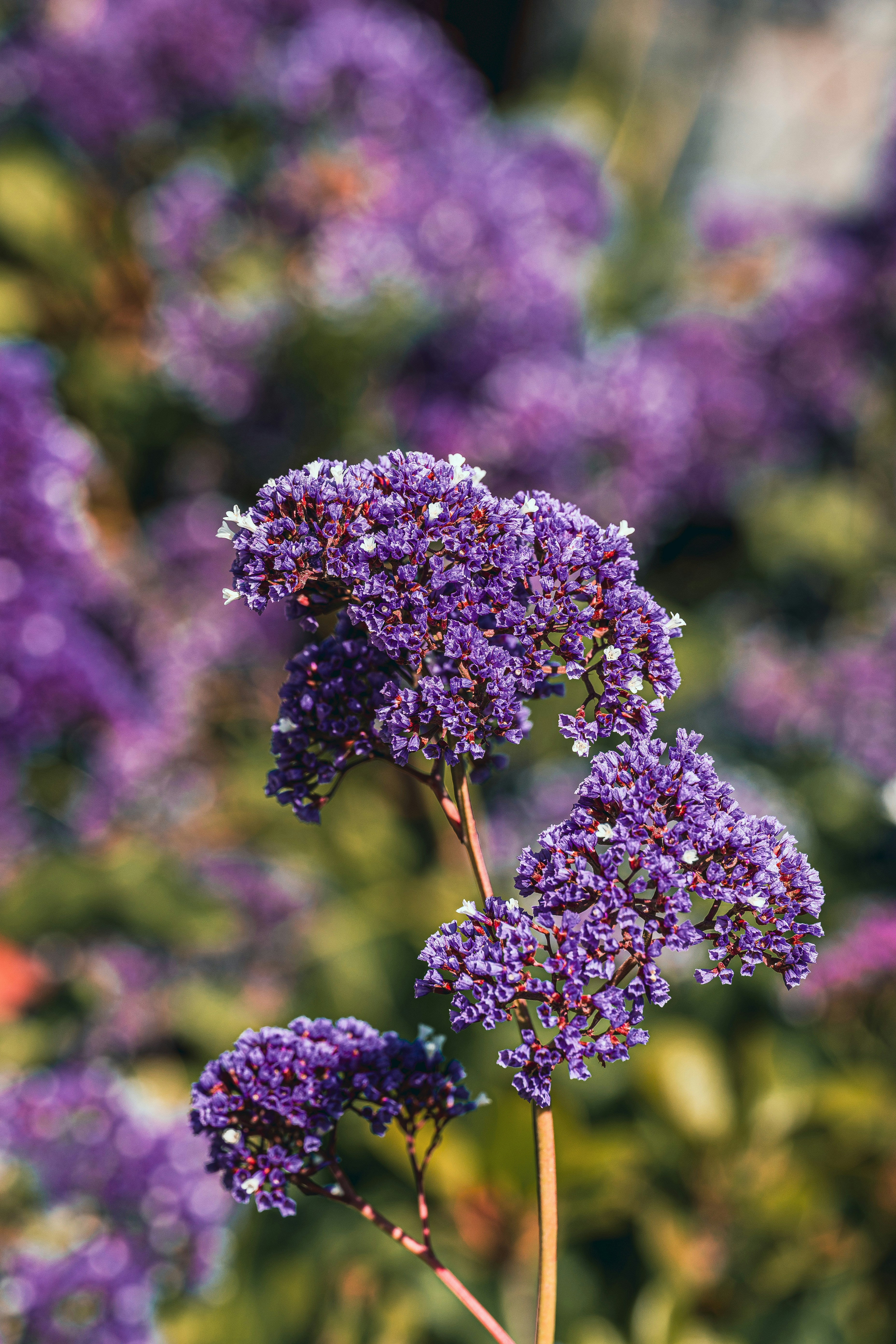 Photo by nannysjungle