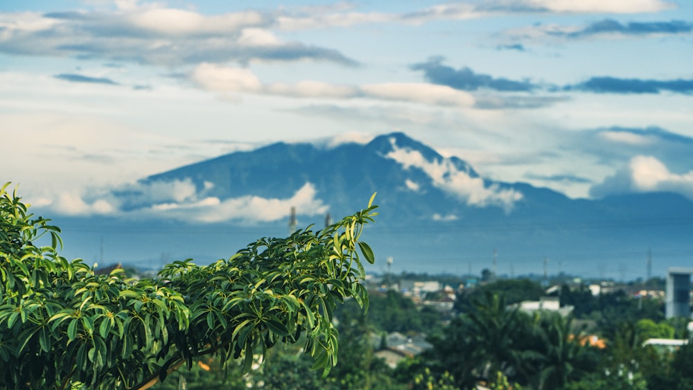 Une montagne au loin avec des arbres au premier plan