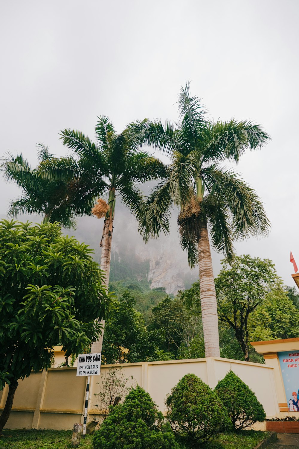 a couple of palm trees sitting next to each other