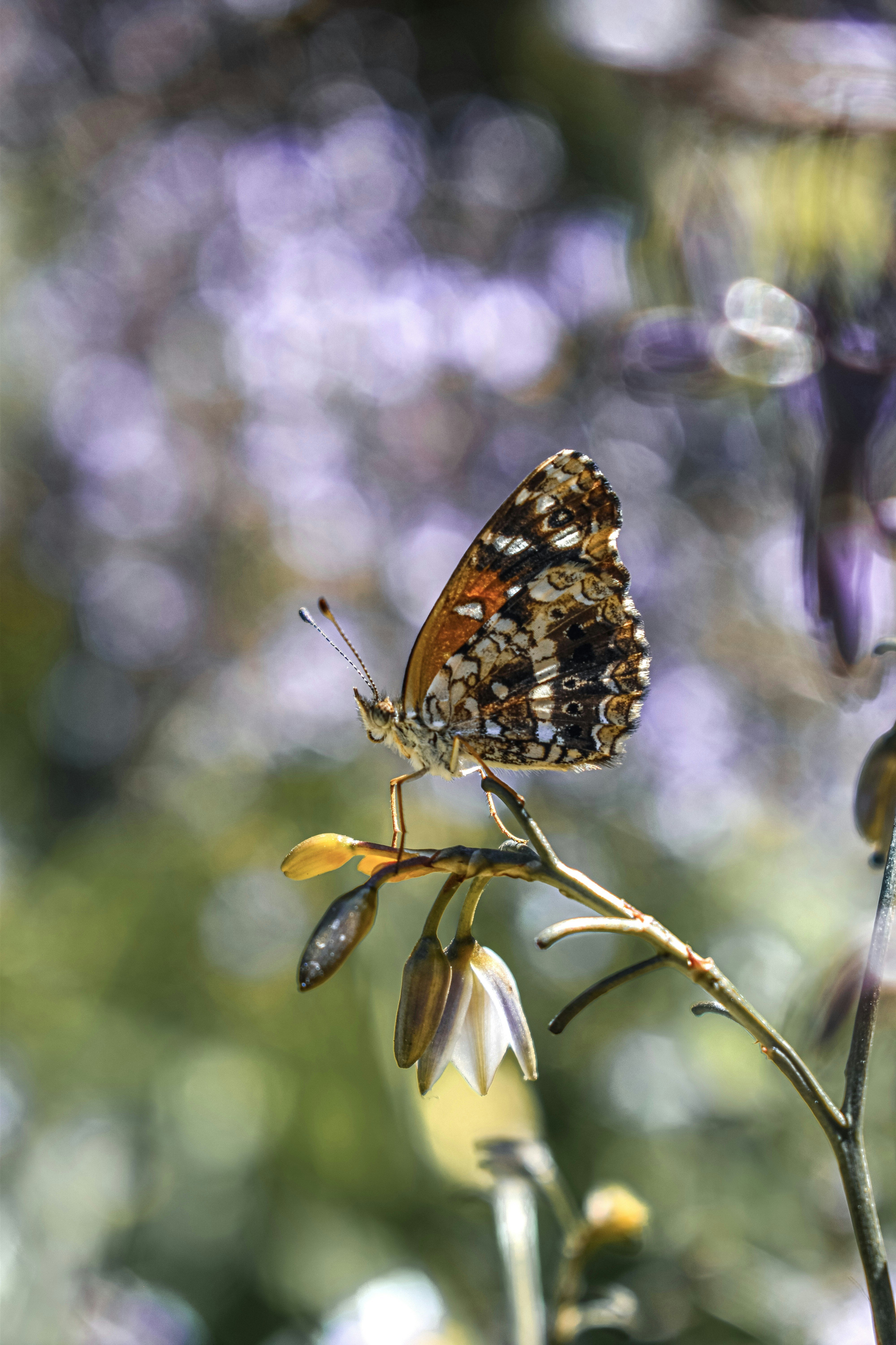 Photo by nannysjungle