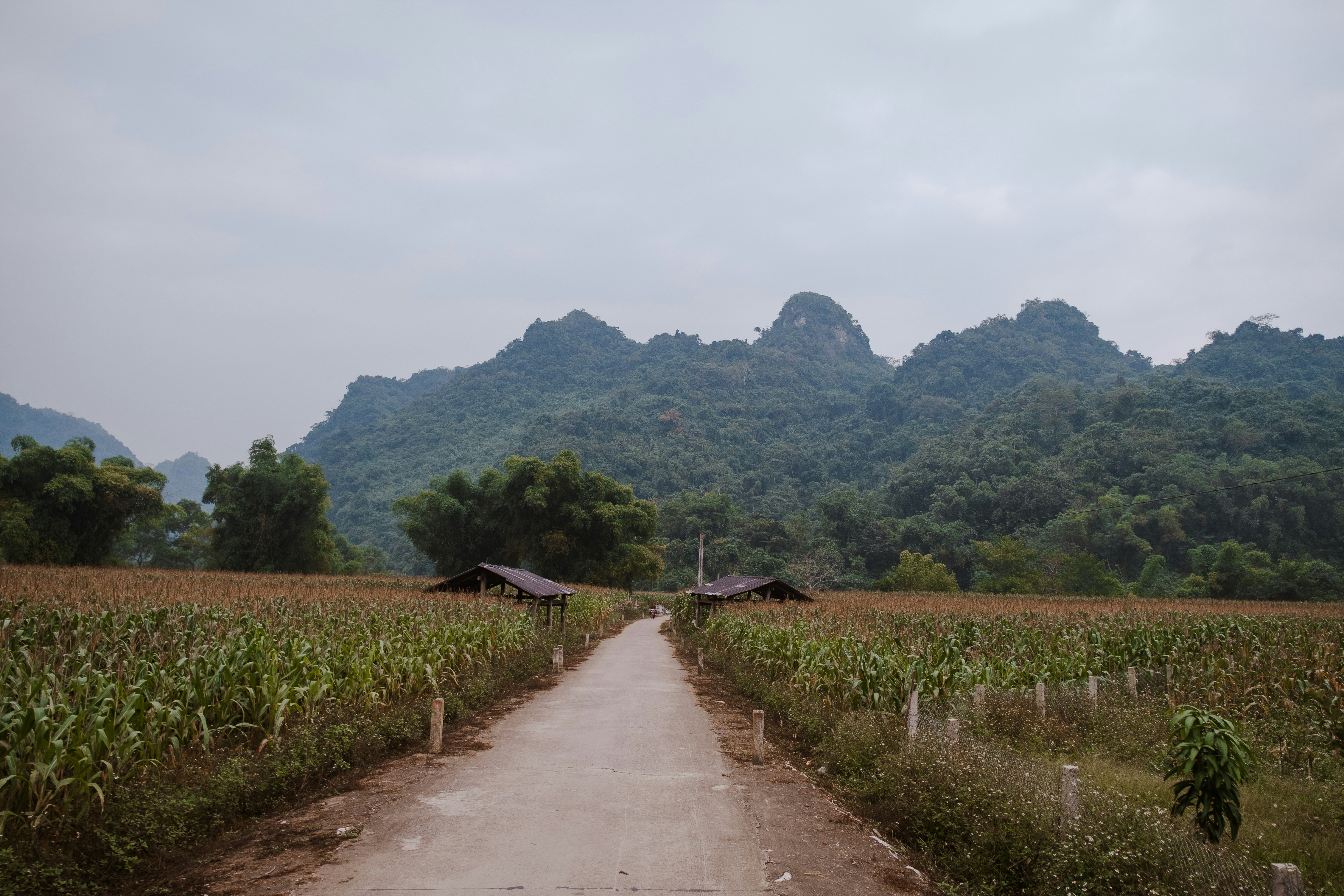 a dirt road in front of a corn field