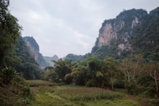a lush green forest filled with lots of trees