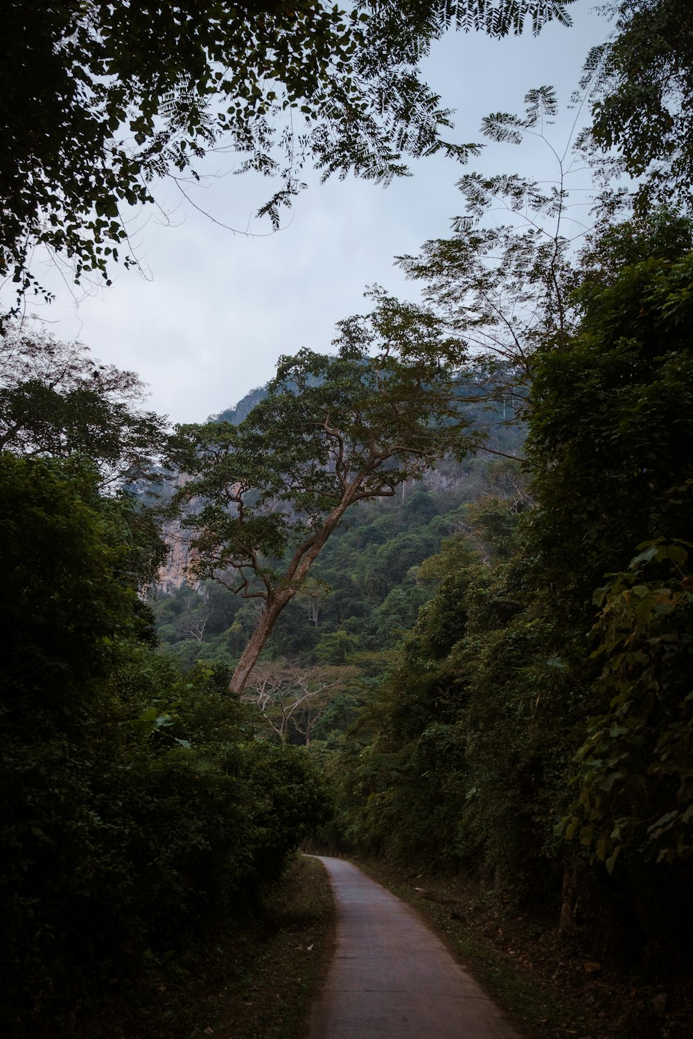 a dirt road surrounded by lush green trees