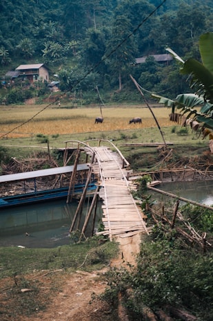 A rustic farm landscape with water buffalo grazing near a calm pond at sunrise