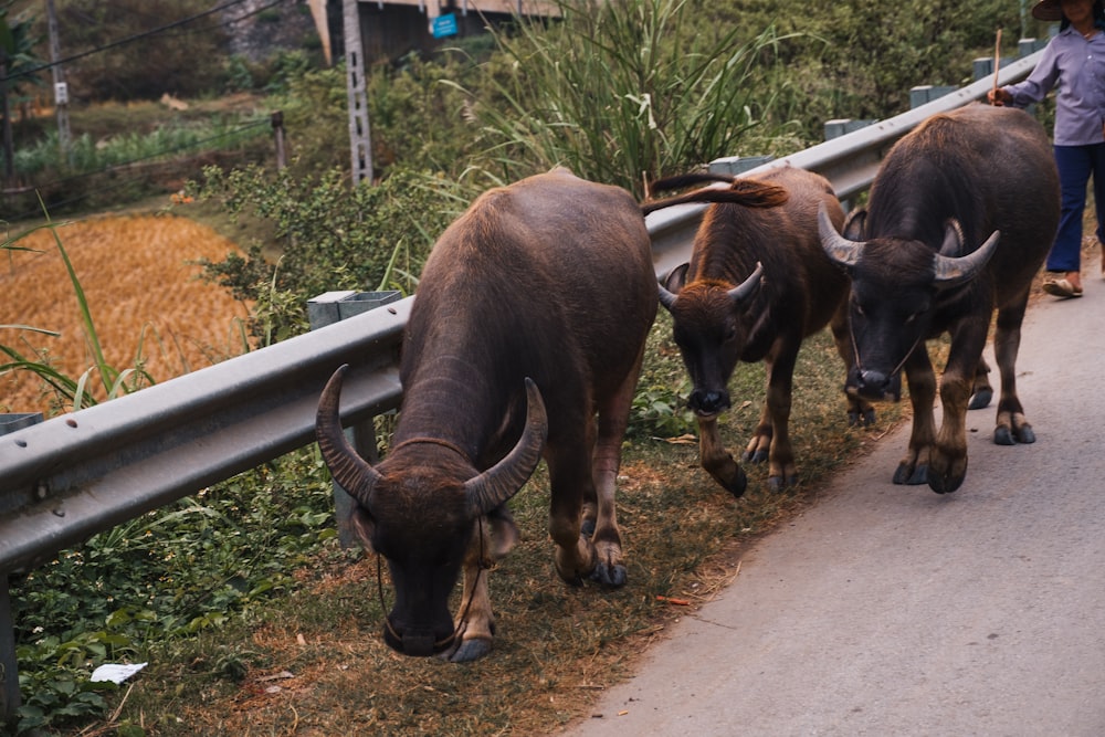 a couple of animals that are walking down a road