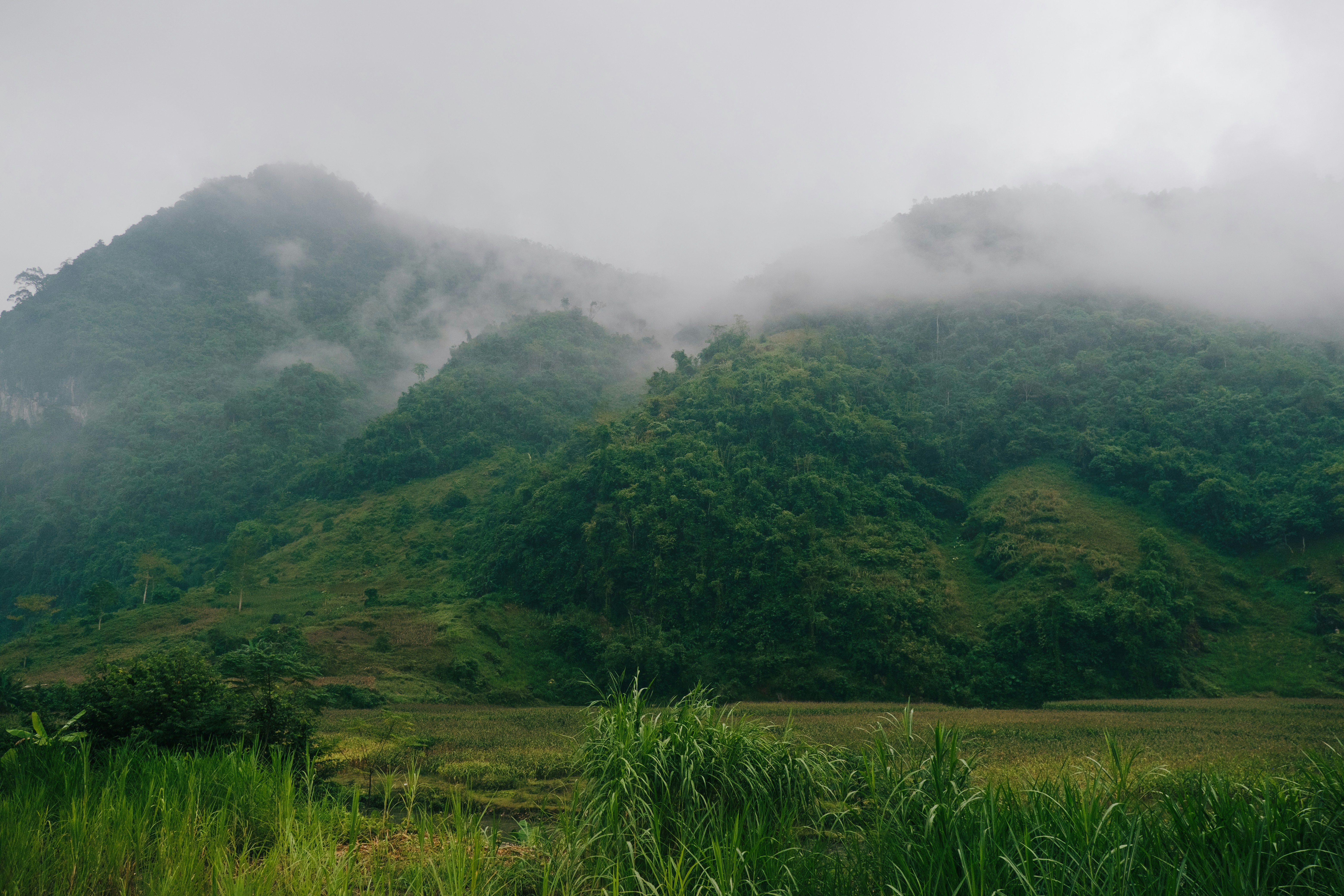 a lush green hillside covered in clouds and trees, 