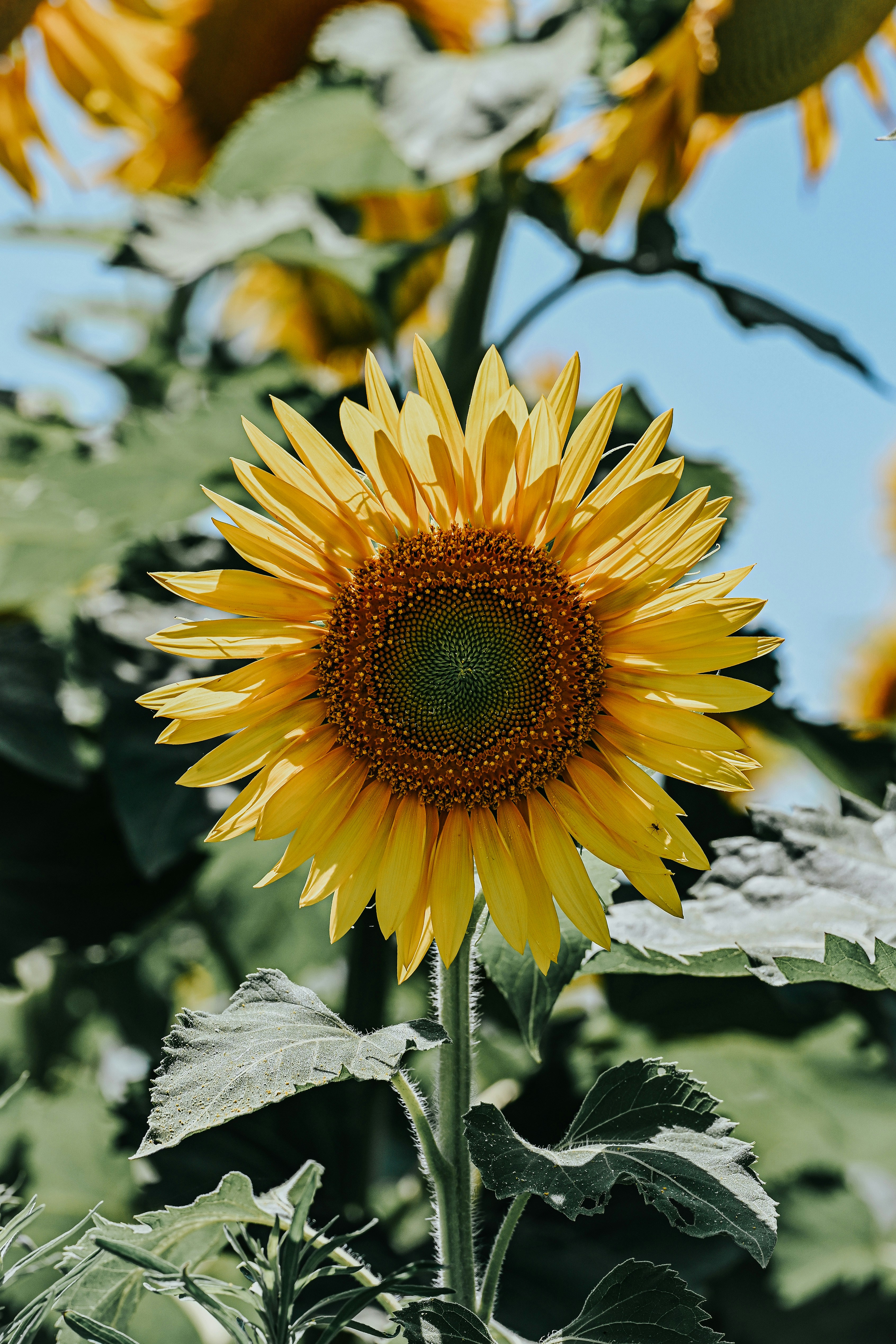 Photo by nannysjungle